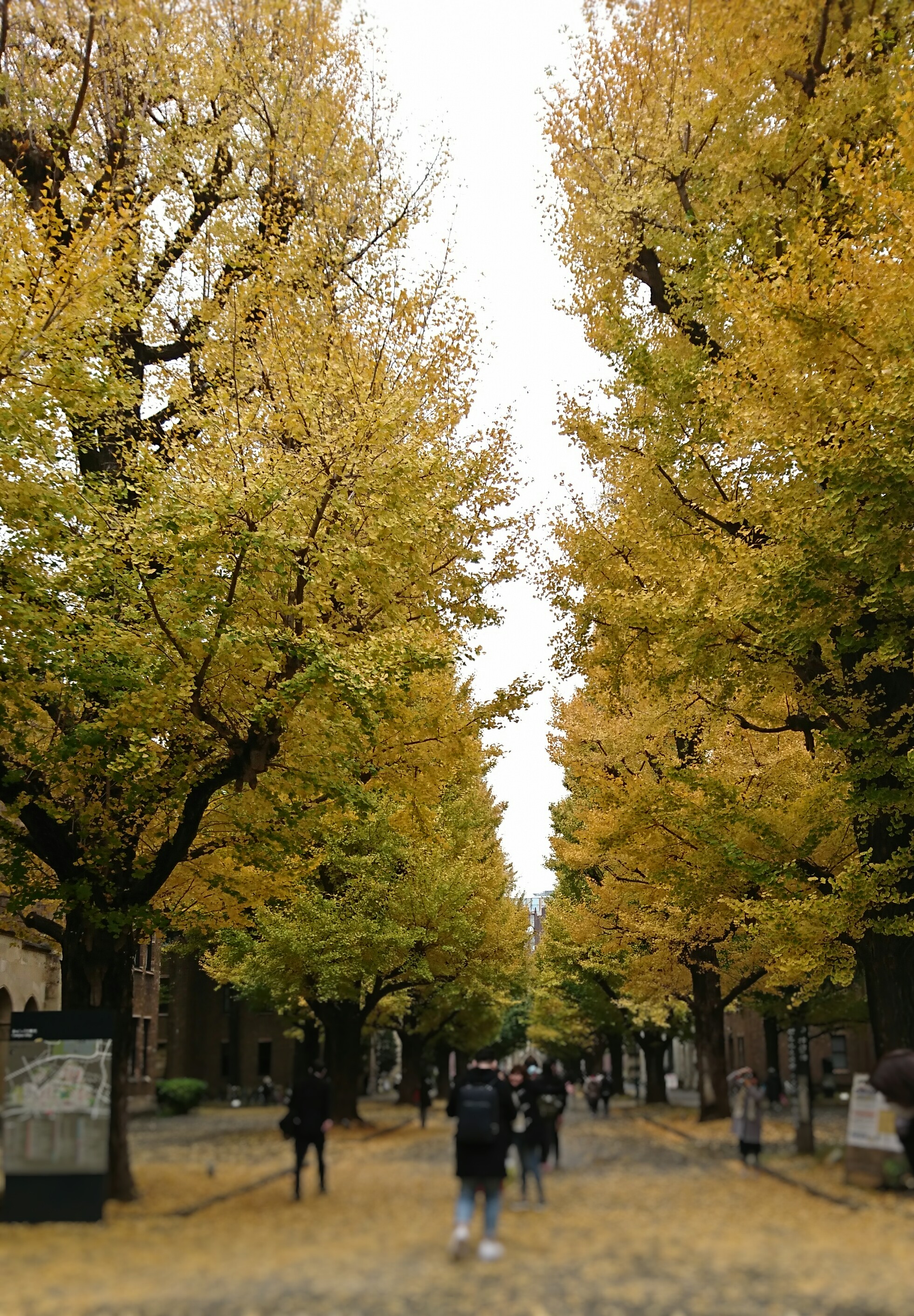 The University of Tokyo