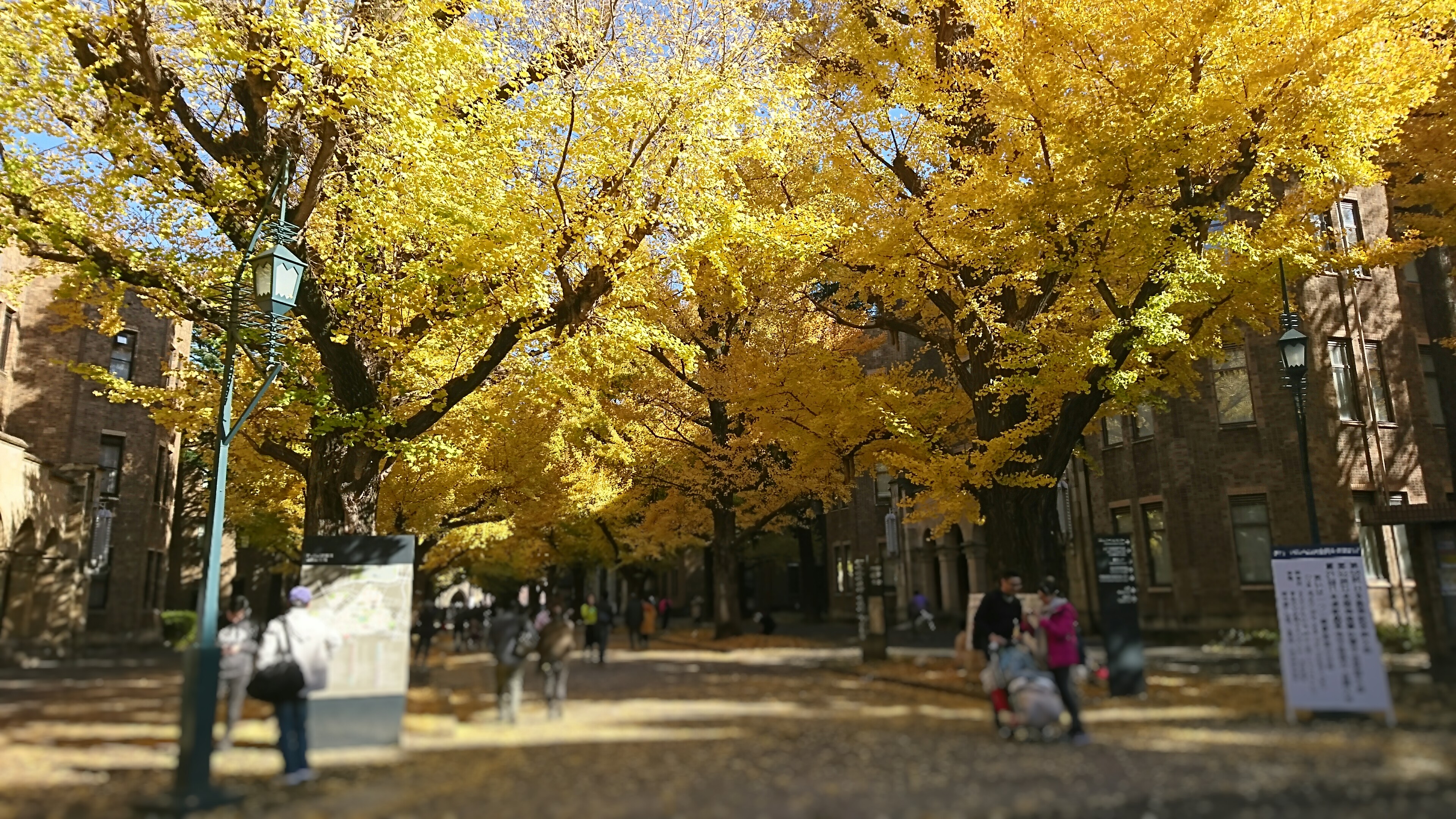 autumn foliage in Japan