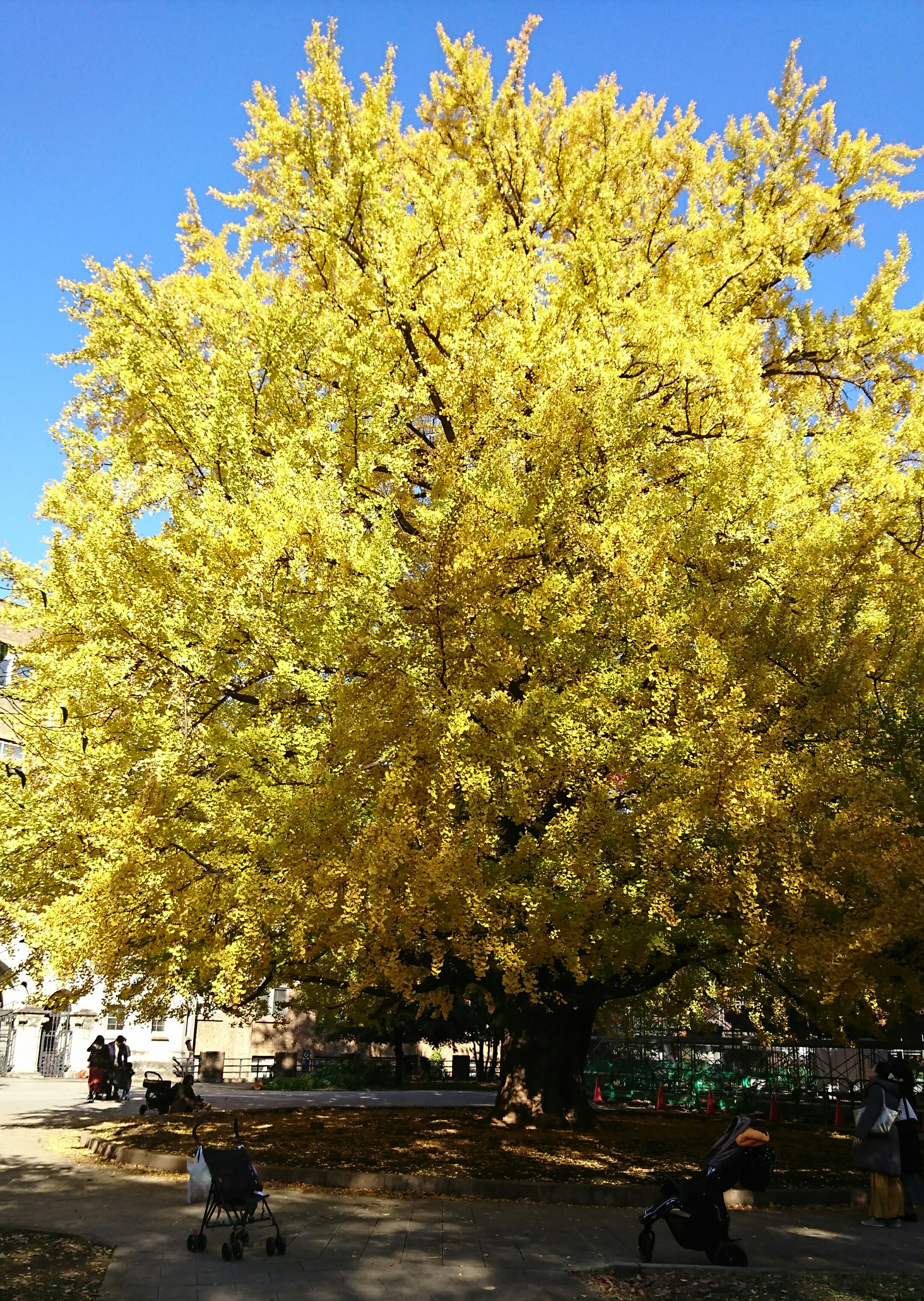 autumn foliage in Japan